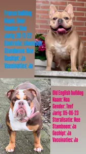 Old English Bulldog te koop verkopen Katwijk Nederland - 5169