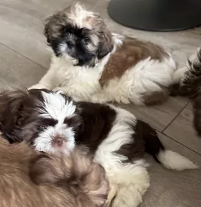 Shih Tzu te koop verkopen Den Haag Nederland - 5081