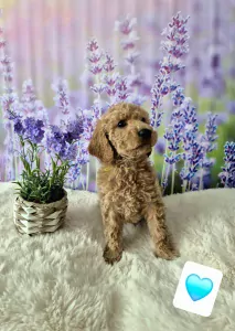 Labradoodle te koop verkopen Weert Nederland - 5363