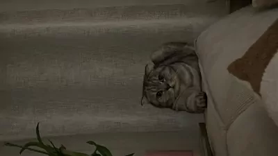 Prins zoekt nieuw baasje - afbeelding 2
