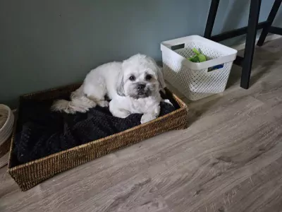 Lief boomer hondje - afbeelding 6