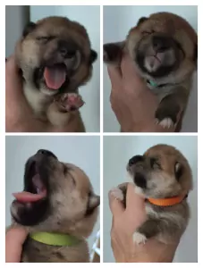teef nestjes