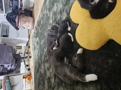 Tuxedo kittens - afbeelding 5