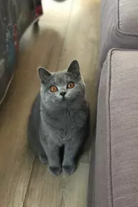 Britse korthaar kittens - afbeelding 3