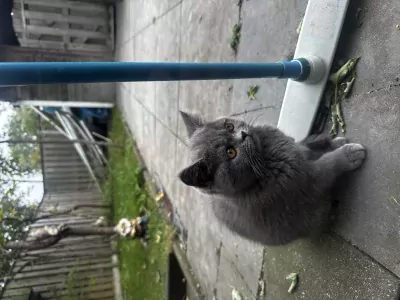 Britse korthaar Kitten (kater) - afbeelding 6