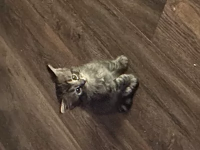 Maincoon kittens - afbeelding 3