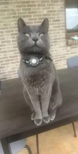 Blauwe rus 4,5 jaar - afbeelding 2