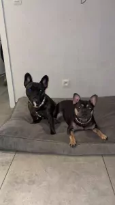 Franse Bulldog te koop verkopen Melsele Belgie - 5208