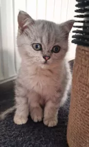 Britse Korthaar kater! - afbeelding 2