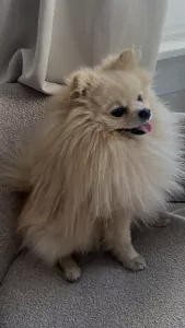 Wij zoeken een nieuw, liefdevol thuis voor onze lieve Snowy - afbeelding 3