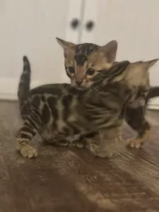 Kittens te koop - afbeelding 4