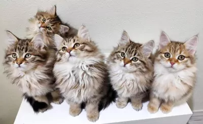 Prachtige Siberische kat kittens - afbeelding 3