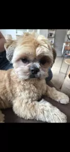 Shih Tzu pup Coco zoekt liefdevol huisje - afbeelding 6