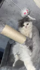 Prachtige Ragdoll × Britse Langhaar - afbeelding 3