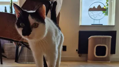 Kater Vlek (8 jaar) - afbeelding 4