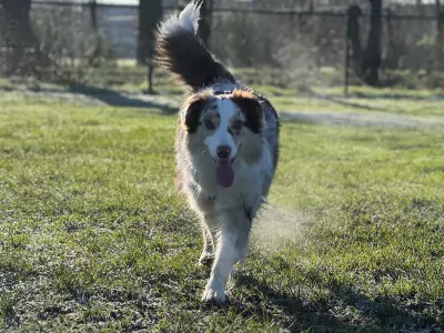 Enthousiaste aussie kruising - afbeelding 2