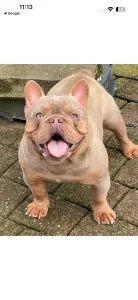 Franse Bulldog te koop verkopen Oudenburg Belgie - 5274
