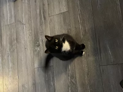 Wegens allergie ter overname, 2 lieve katten - afbeelding 2