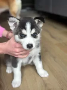 Pomsky te koop verkopen Doorn Nederland - 5103