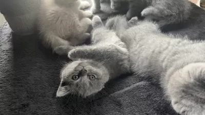 Brits korthaar kittens - afbeelding 6