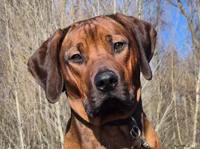 Rhodesian Ridgeback te koop verkopen Berkel en Rodenrijs Nederland - 5569
