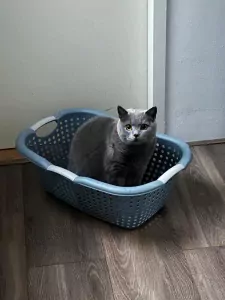 Kat te koop - afbeelding 3