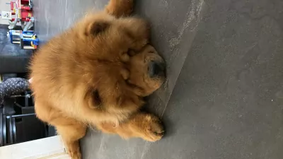 Chow chow reu te koop - afbeelding 6