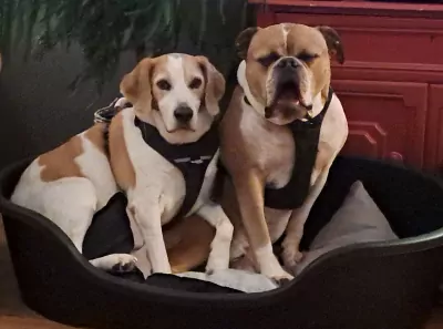 Nieuw baasje voor onze Willem - afbeelding 4