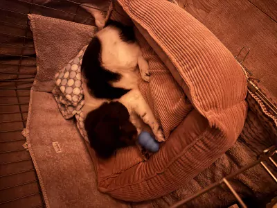 Friesche stabij pup 9 weken - afbeelding 6