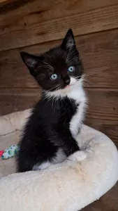 Ragdoll kittens - afbeelding 3