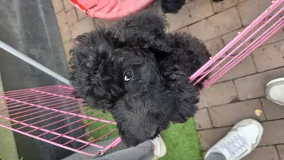 2 labradoodel reutjes - afbeelding 4