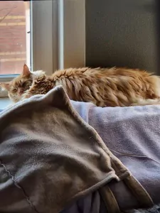 Maine Coon te koop verkopen Schiedam Nederland - 5370