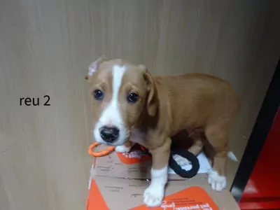 Overig te koop verkopen   - 5517