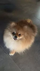 Pomeriaan te koop - afbeelding 2