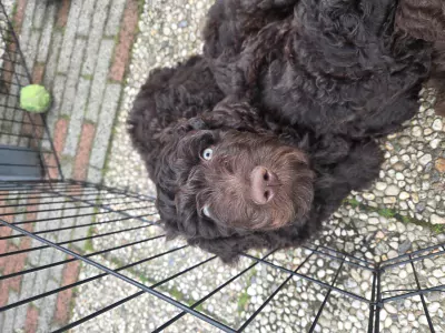 Labradoodle te koop verkopen Rhenen Nederland - 5386