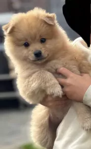 Dwergkeeshond