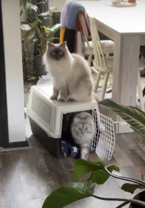 2 lieve gecastreerde katers - afbeelding 4