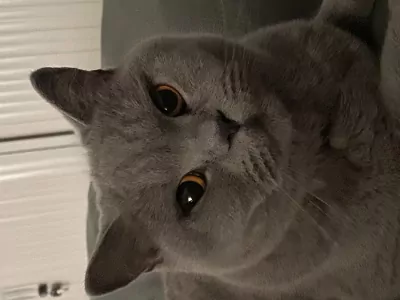 2lieve Brits korthaar poezen te koop - afbeelding 3