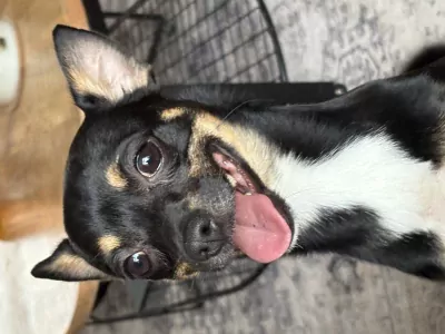 Chihuahua te koop verkopen Enschede Nederland - 5217