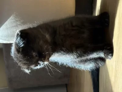 2 kleine meisjes Scottish - afbeelding 4