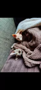 2 lieve Sphynxen - afbeelding 3