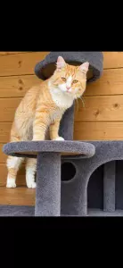 Maine Coon & Noorse Boskat Tijger - afbeelding 2