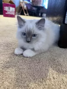 Ragdoll broertjes aangeboden - afbeelding 6