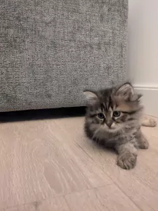 Super lieve langharige kitten - Cyborg - afbeelding 2