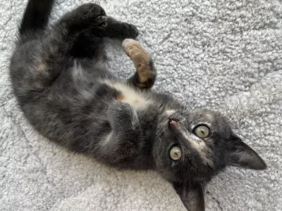 Speelse en knuffelige poes (1 jaar) – gechipt & gevaccineerd - afbeelding 2