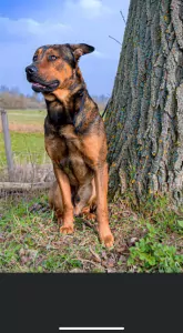 Rottweiler te koop verkopen Brunssum Nederland - 4880