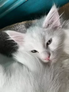 2 Maine Coon x Britse korthaar katerkittens samen thuis - afbeelding 4