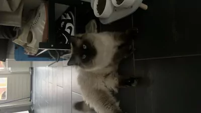 Milo en Moos 2 ragdolbroertjes - afbeelding 4
