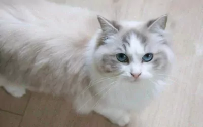 Ragdoll te koop verkopen Voorst Oude IJsselstreek Nederland - 5672
