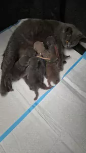 teef nestjes